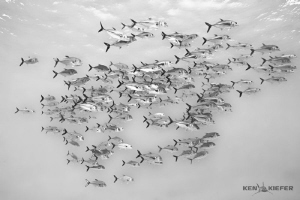 School of Jacks in Cozumel
 by Ken Kiefer 